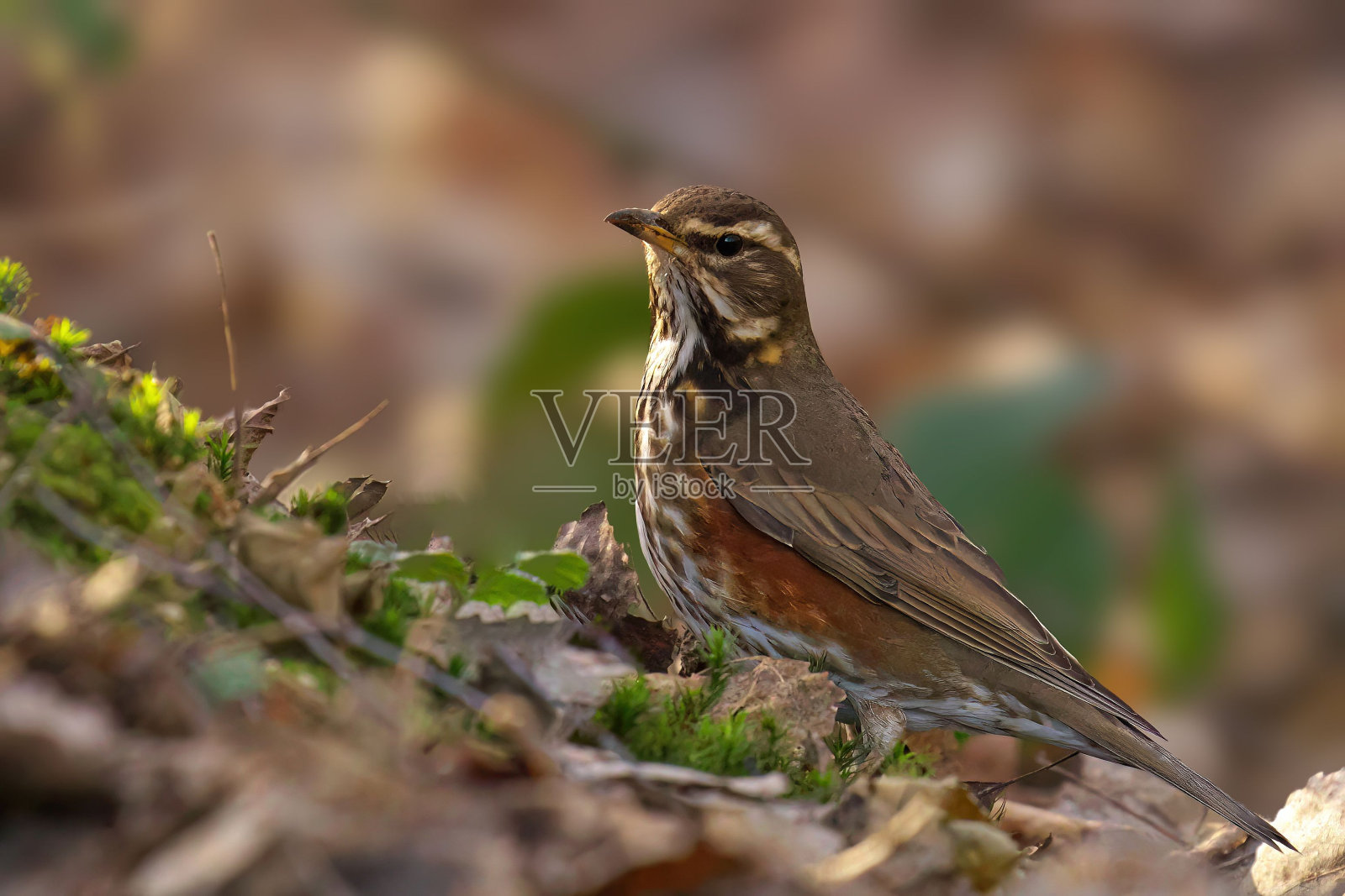 优雅的红翼站在草地上，周围是郁郁葱葱的植物和郁郁葱葱的绿叶照片摄影图片