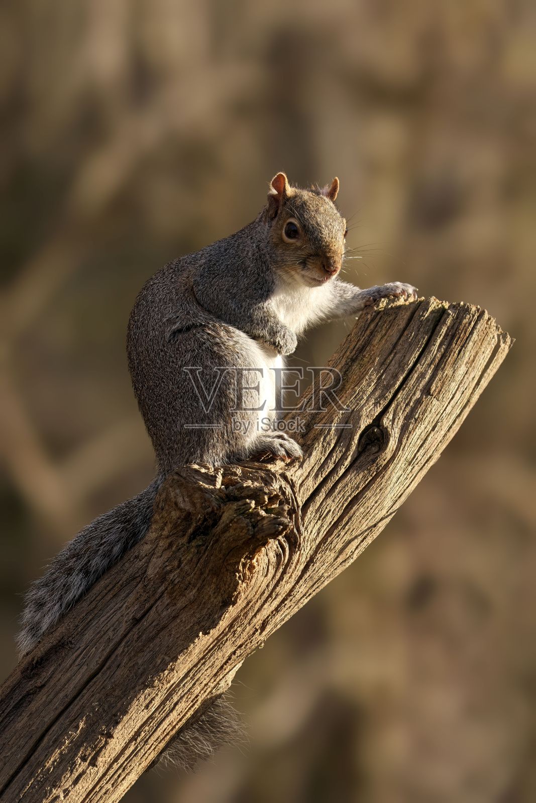 阳光明媚的一天，好奇的松鼠栖息在一根树枝上照片摄影图片