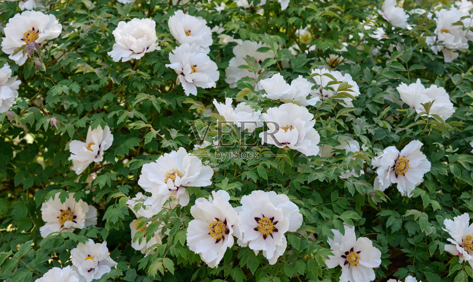 公园里有一株绿叶白花的牡丹照片摄影图片