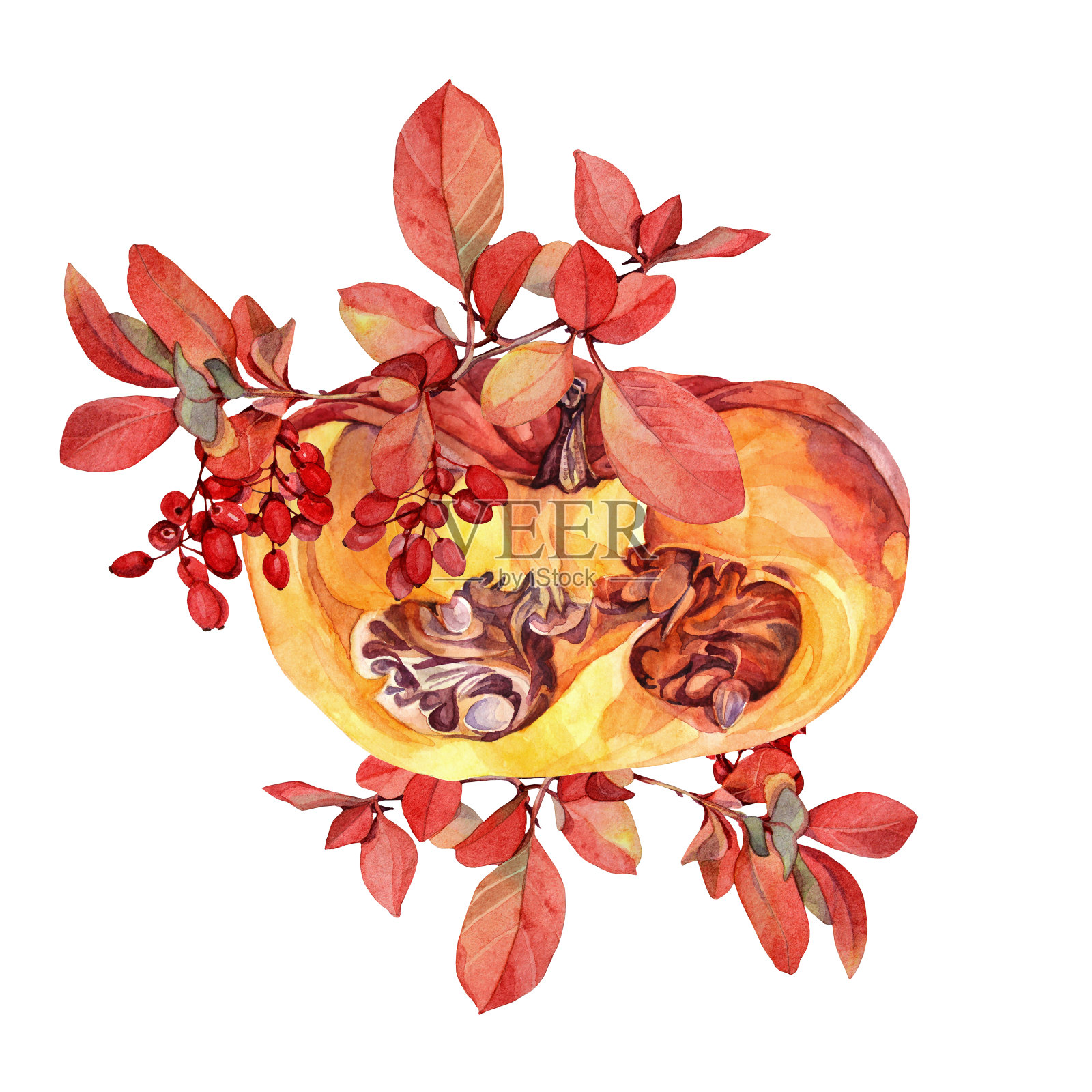 水彩秋天的食物。南瓜与种子和分支与红色浆果，小檗和橙色叶子孤立在白色背景。手绘剪贴画烹饪书或速写本。包装或墙纸插画图片素材