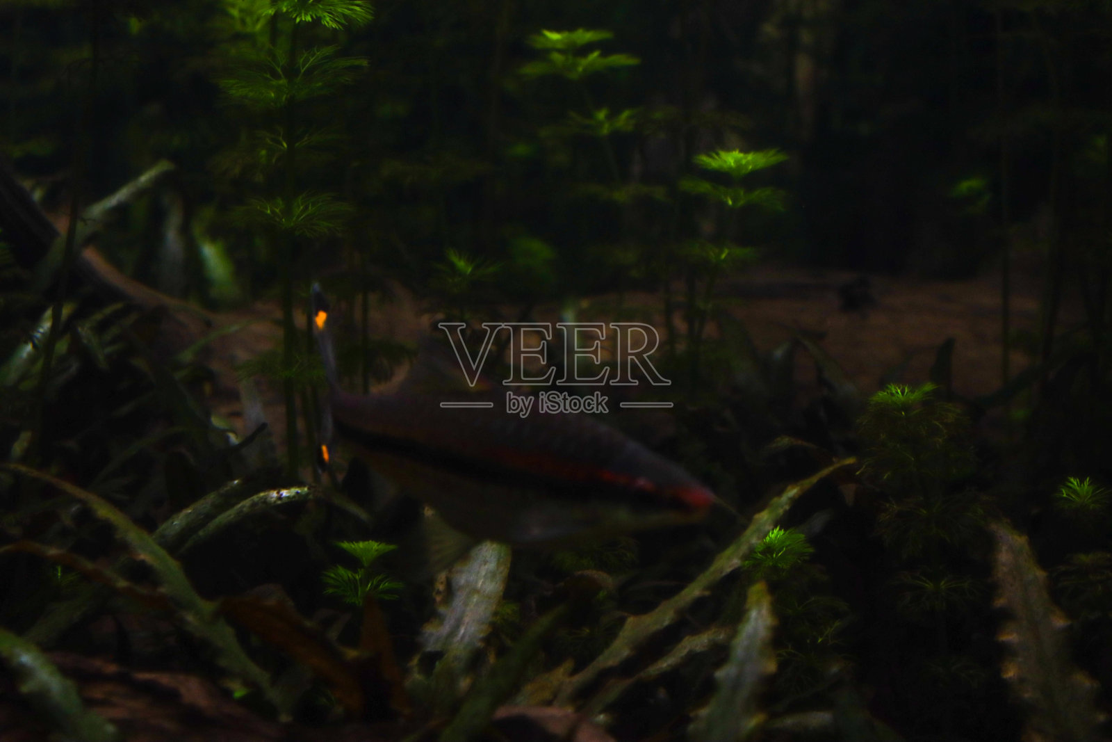 苏黎世的植物和花卉照片摄影图片