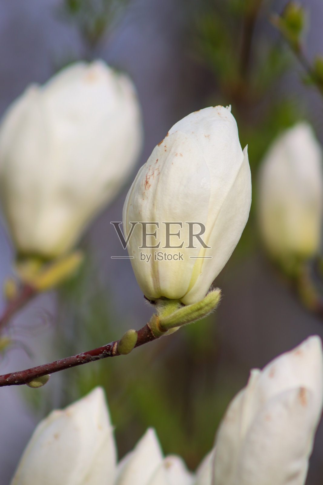 苏黎世的植物和花卉照片摄影图片