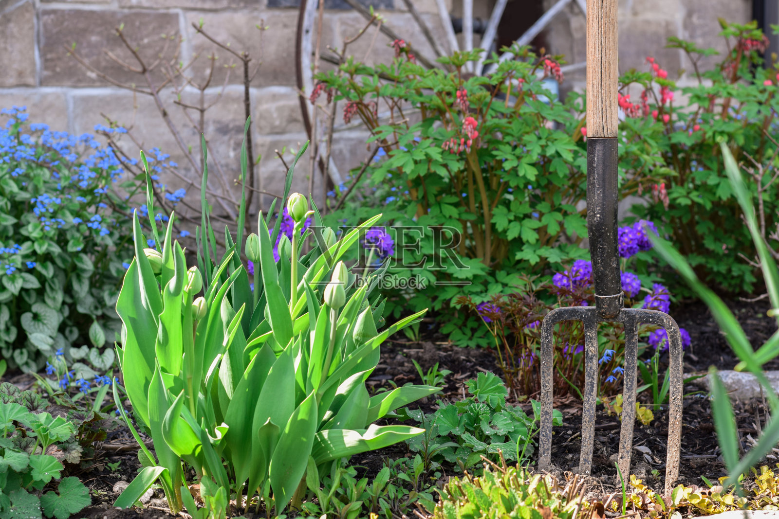 花园叉子插在春花盛开的花园土壤里照片摄影图片