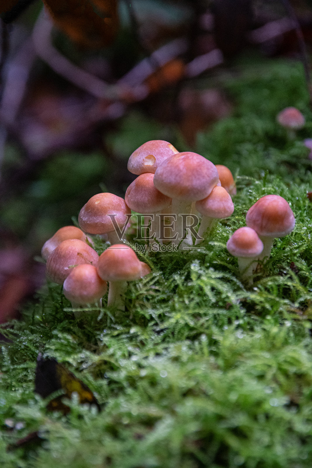 智威汤逊蘑菇系列照片摄影图片