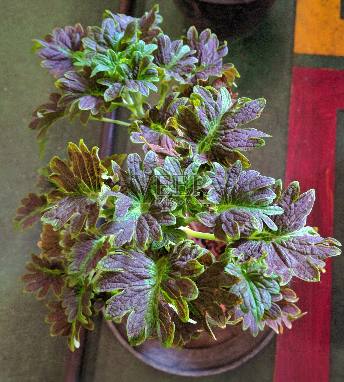 观赏植物照片摄影图片