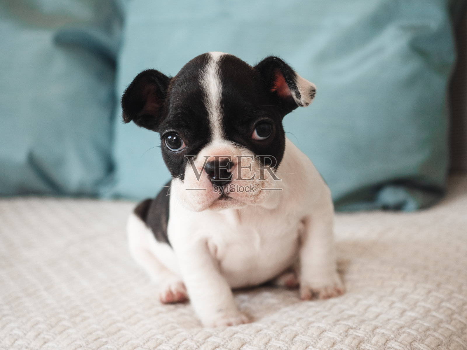 可爱的小狗坐在客厅的床上。照片摄影图片