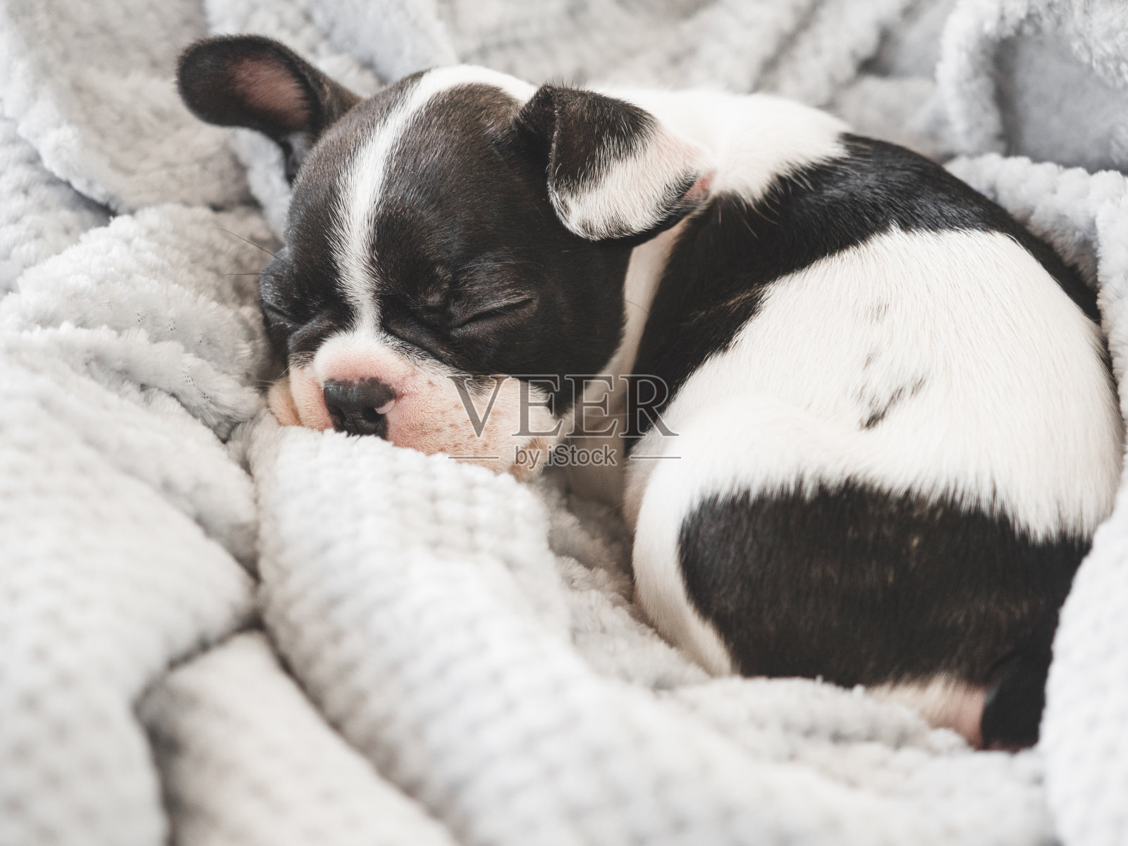 可爱的小狗躺在客厅的床上照片摄影图片