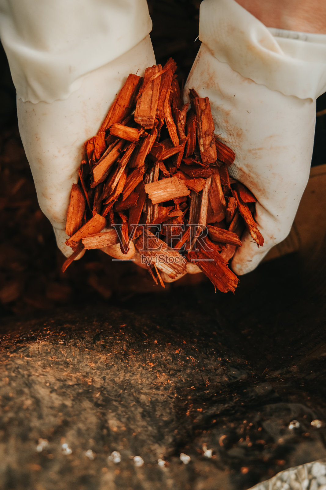 在花园中覆盖土壤。用手从袋子里捡起棕色的木屑。花园装饰用的木片。照片摄影图片