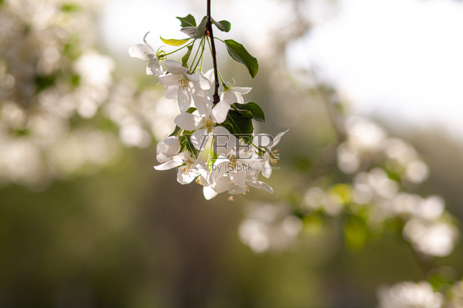 白苹果树在春天日落时开花。蜜蜂飞，采花蜜照片摄影图片