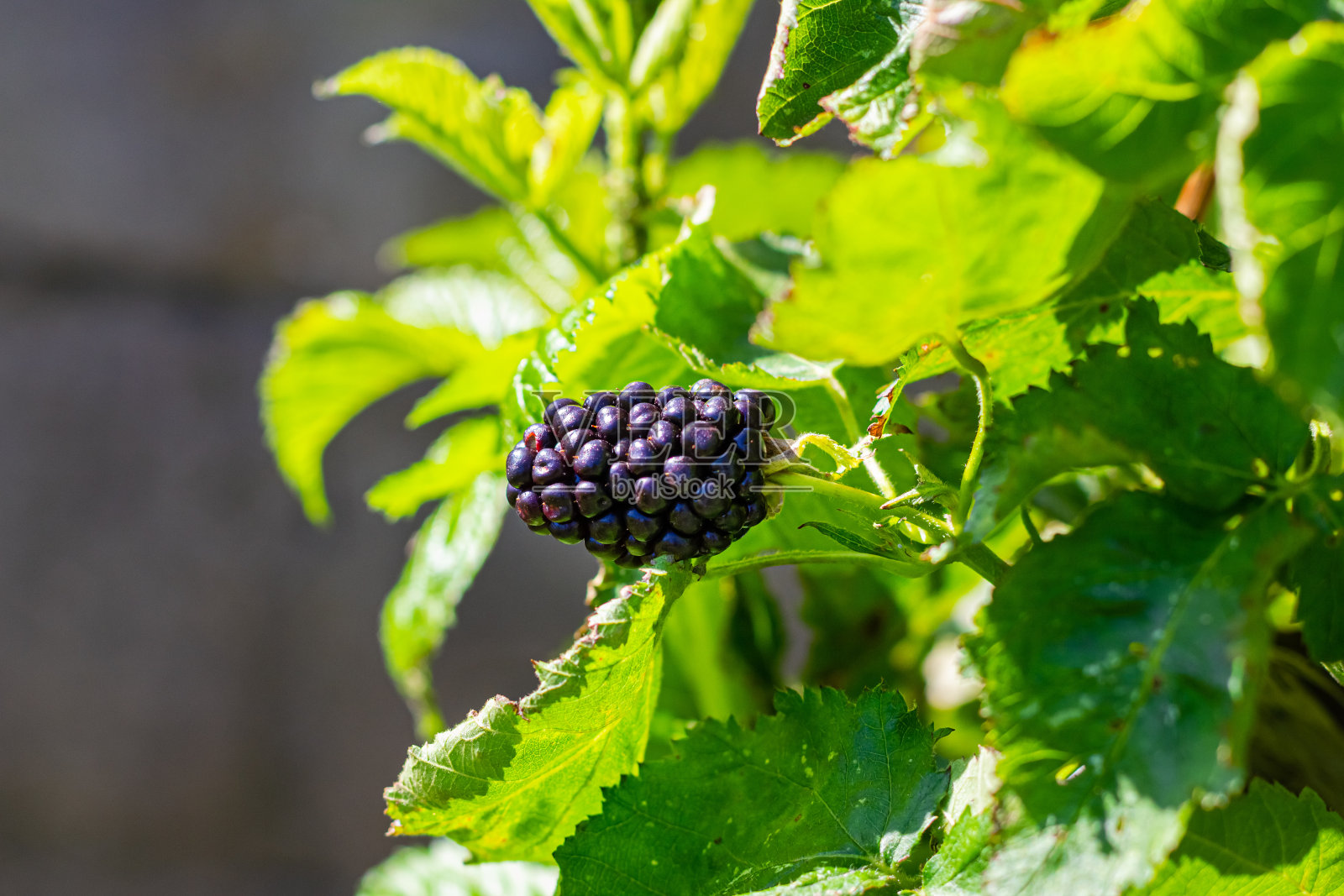 大黑莓特写。在家乡农村生态园林中种植枝干照片摄影图片