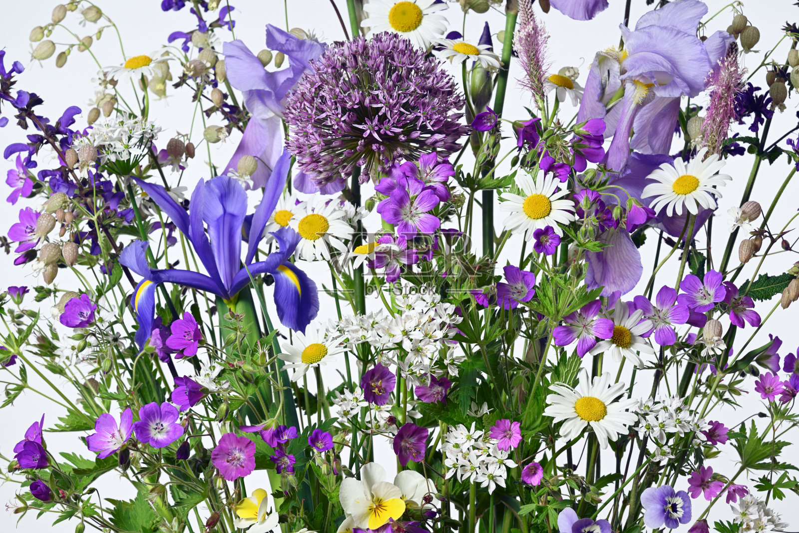 美丽花朵的背景照片摄影图片
