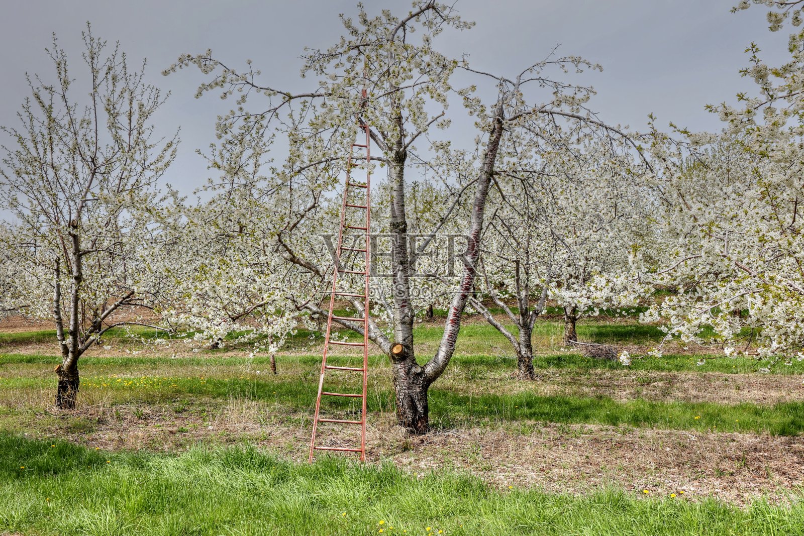 特拉弗斯城密歇根州樱花2023照片摄影图片