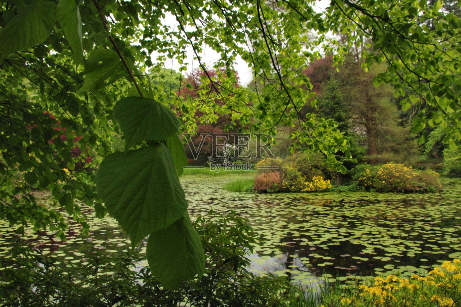 苏格兰南艾尔郡的Bargany花园。照片摄影图片