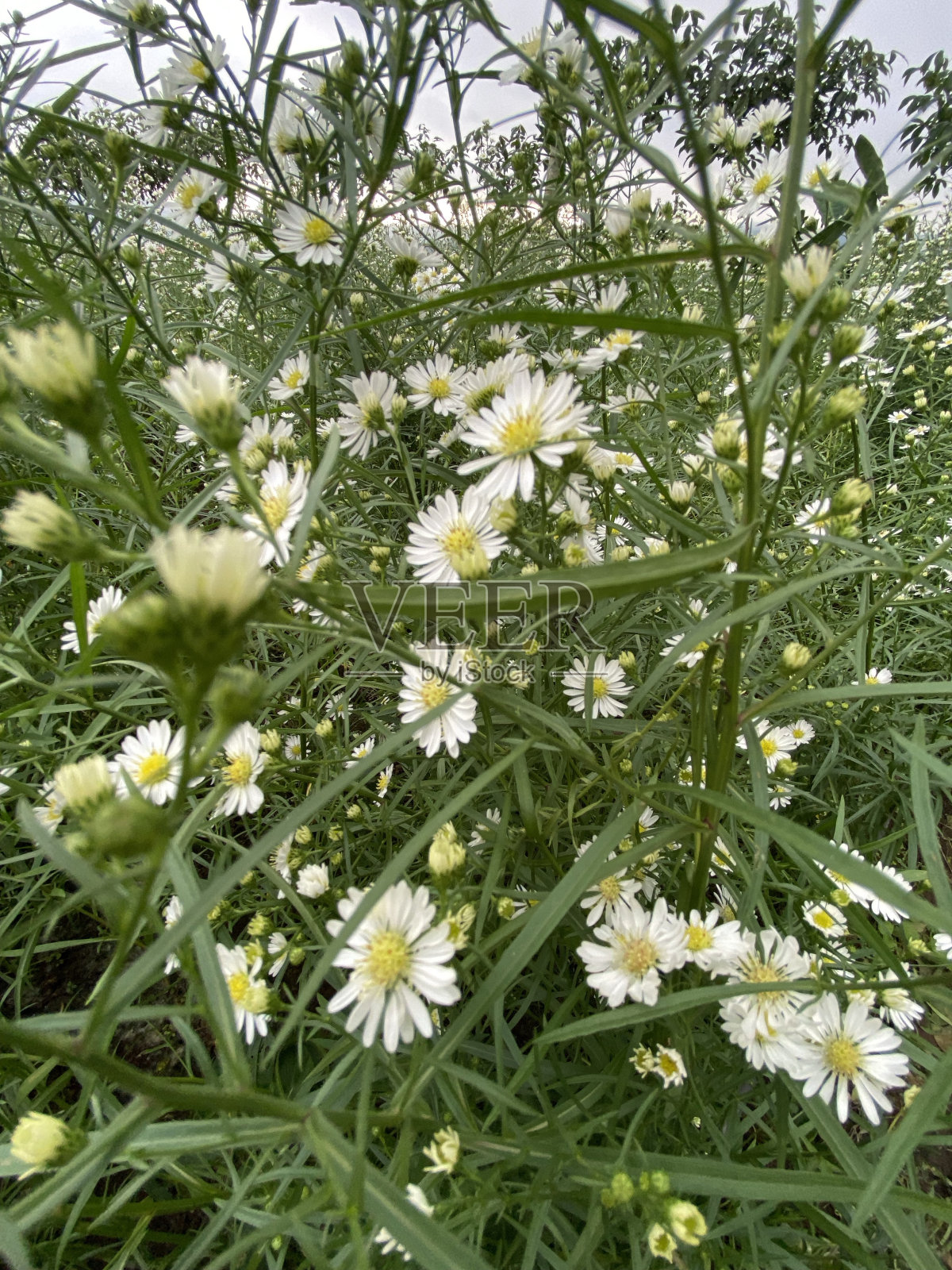 Flowerwork照片摄影图片