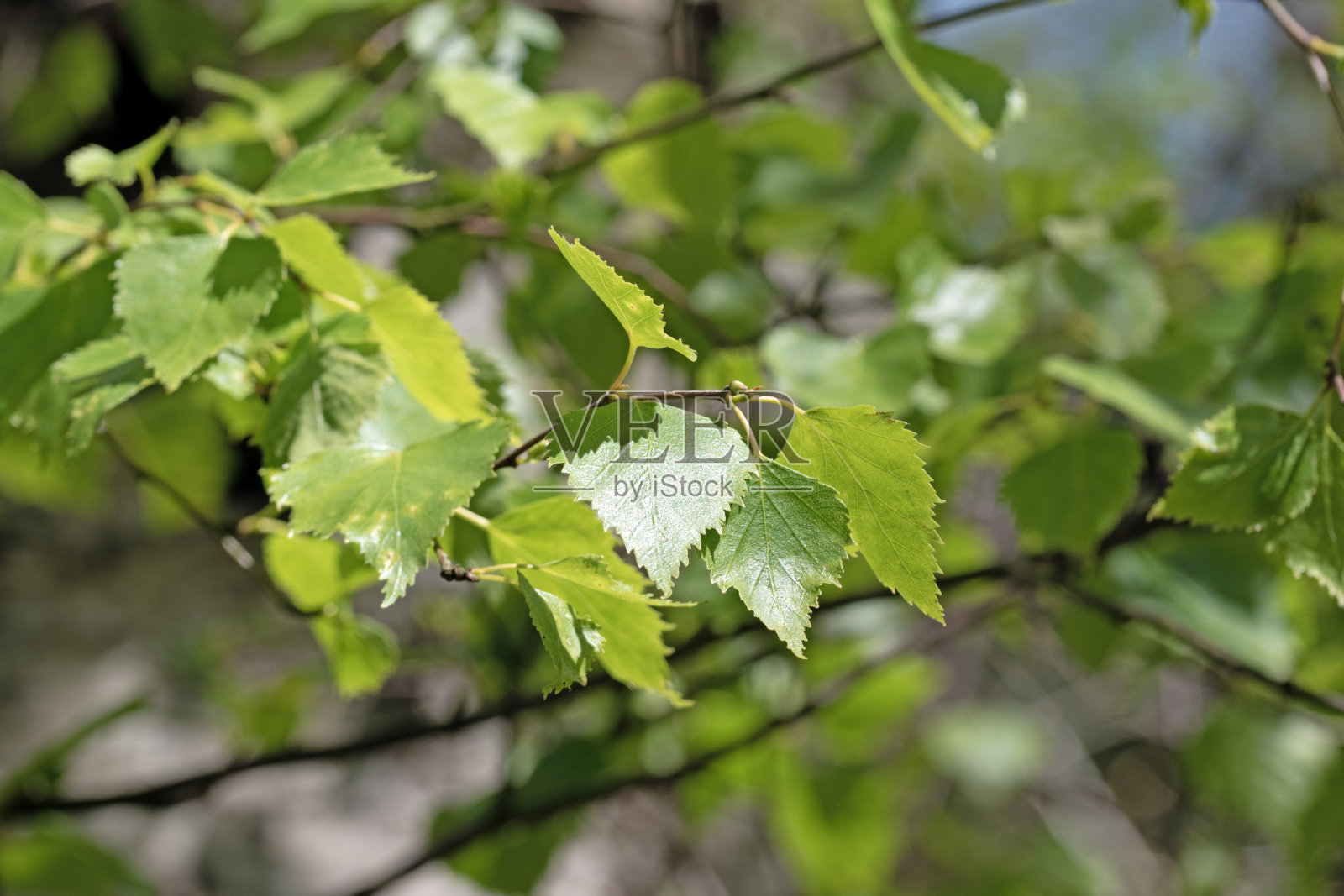 春天的白桦树叶子照片摄影图片