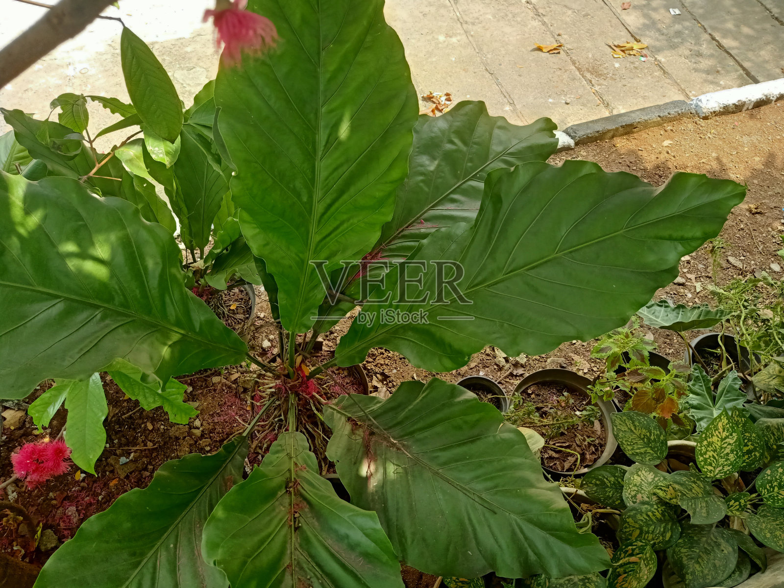 巨型海芋植物特写照片摄影图片