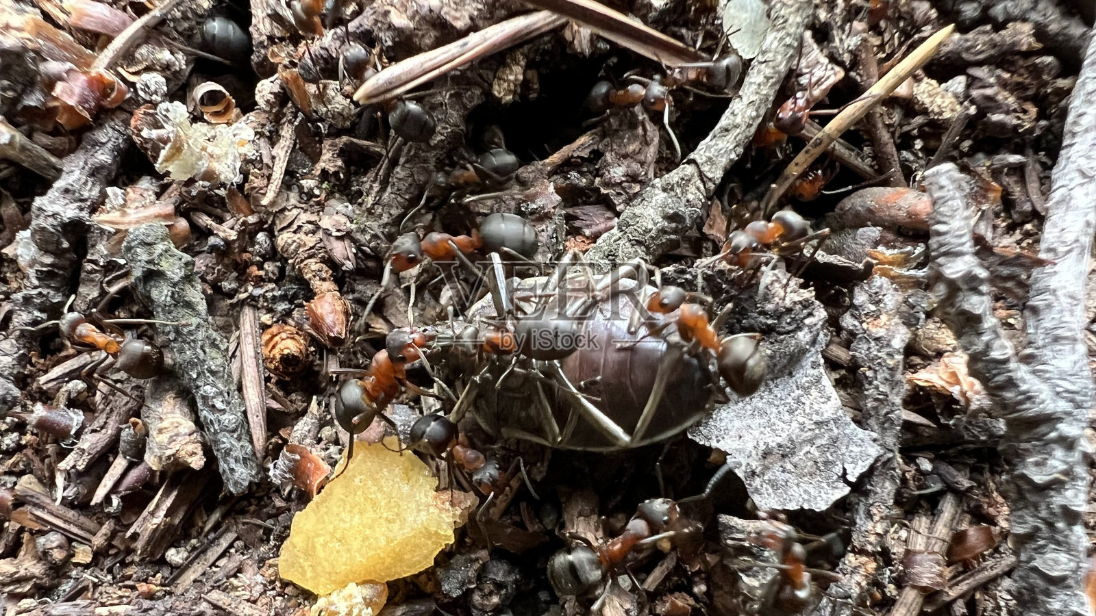 蚂蚁在工作照片摄影图片