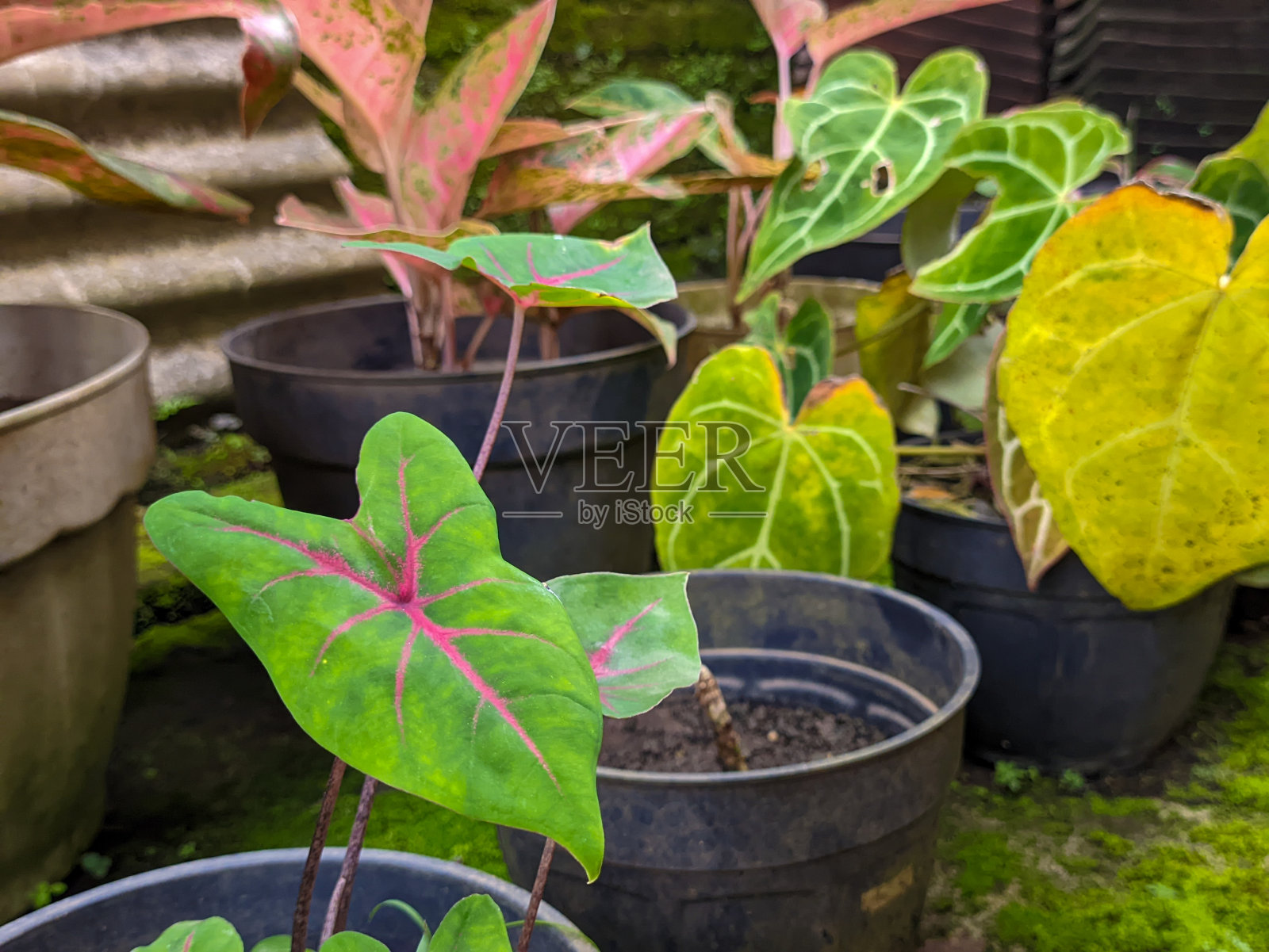 Caladium双色叶子的近照照片摄影图片