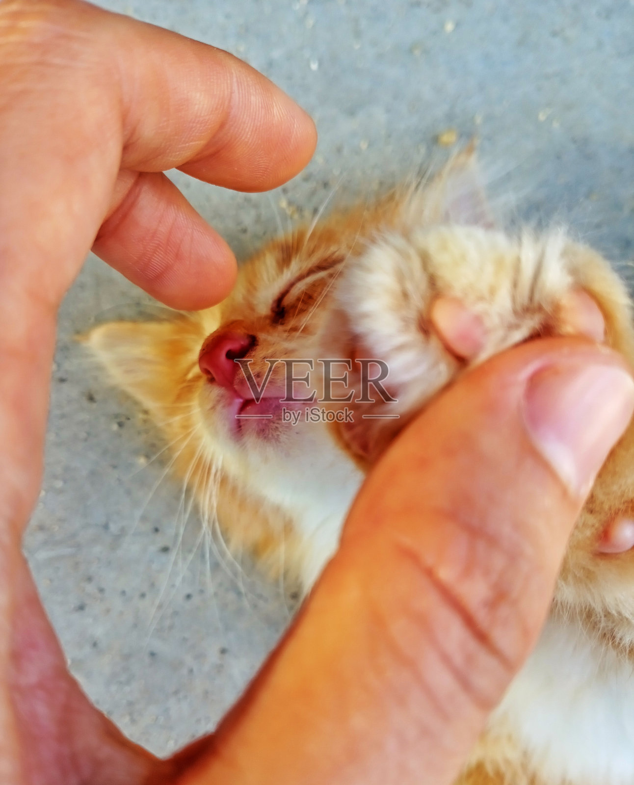 摸猫鼻子照片摄影图片