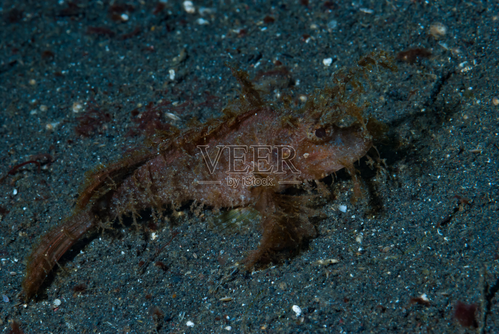 amboinensis照片摄影图片