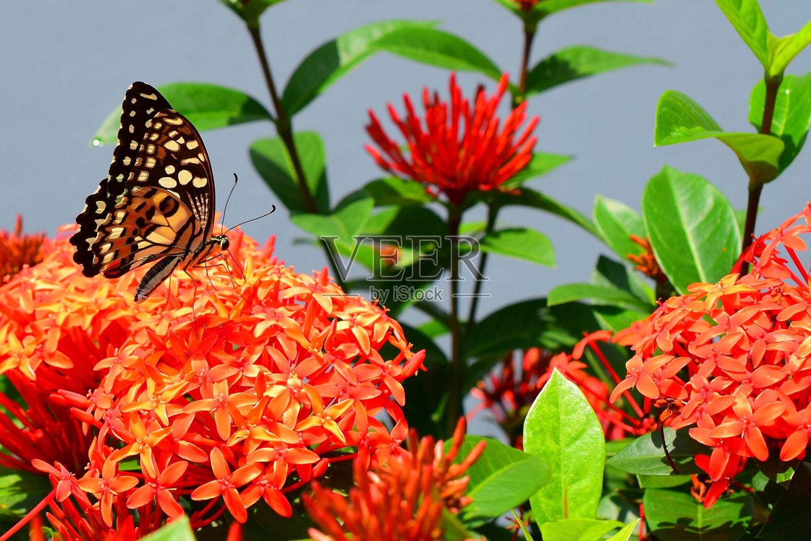 蝴蝶1照片摄影图片