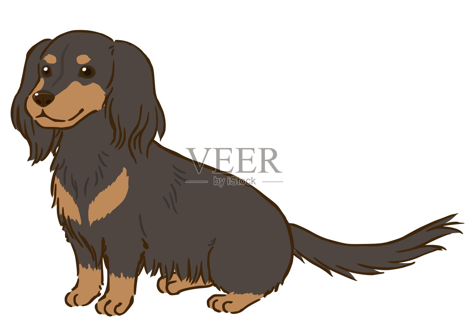 坐式腊肠犬(长毛，黑色和棕色)插画图片素材