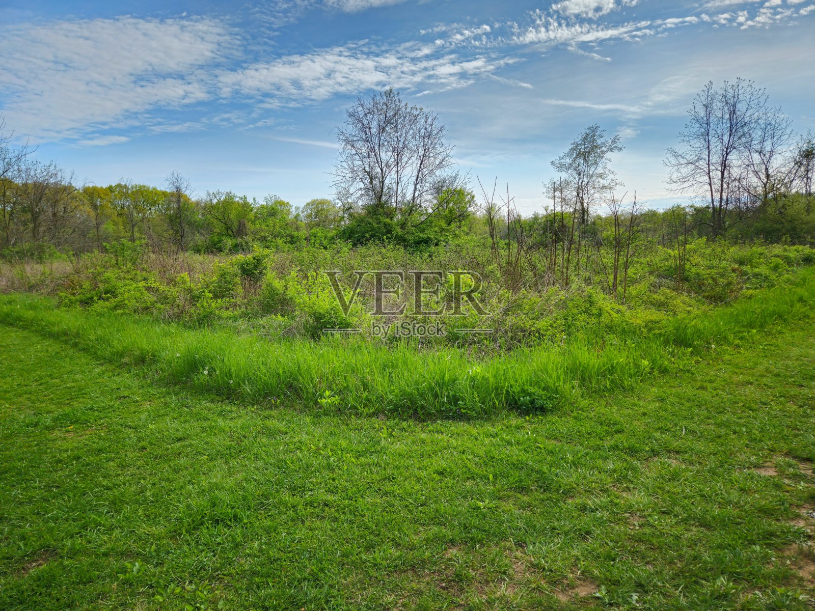 高岸地铁公园绿色春天在田野中分裂路径照片摄影图片