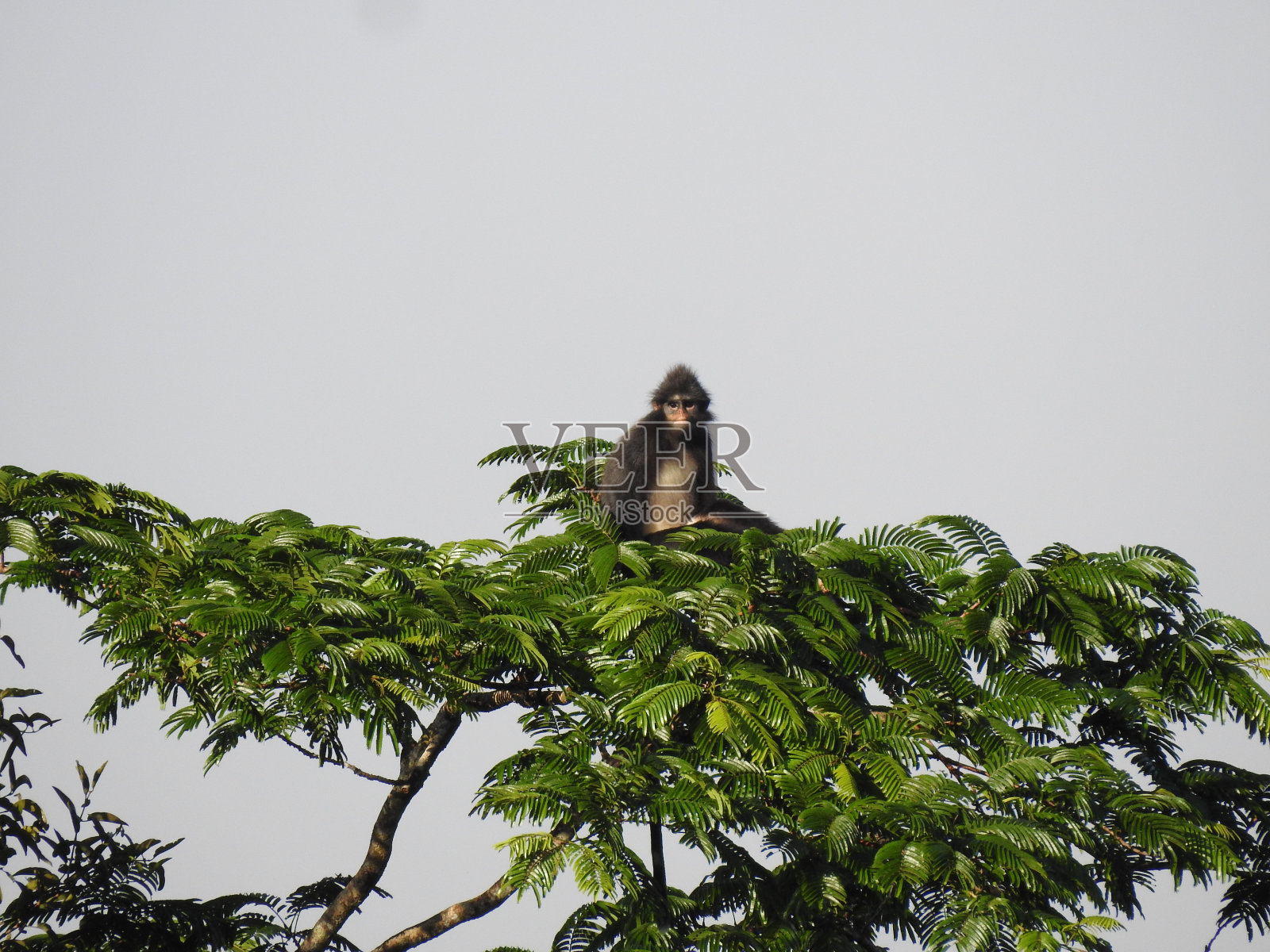 Presbytis sumatrana照片摄影图片