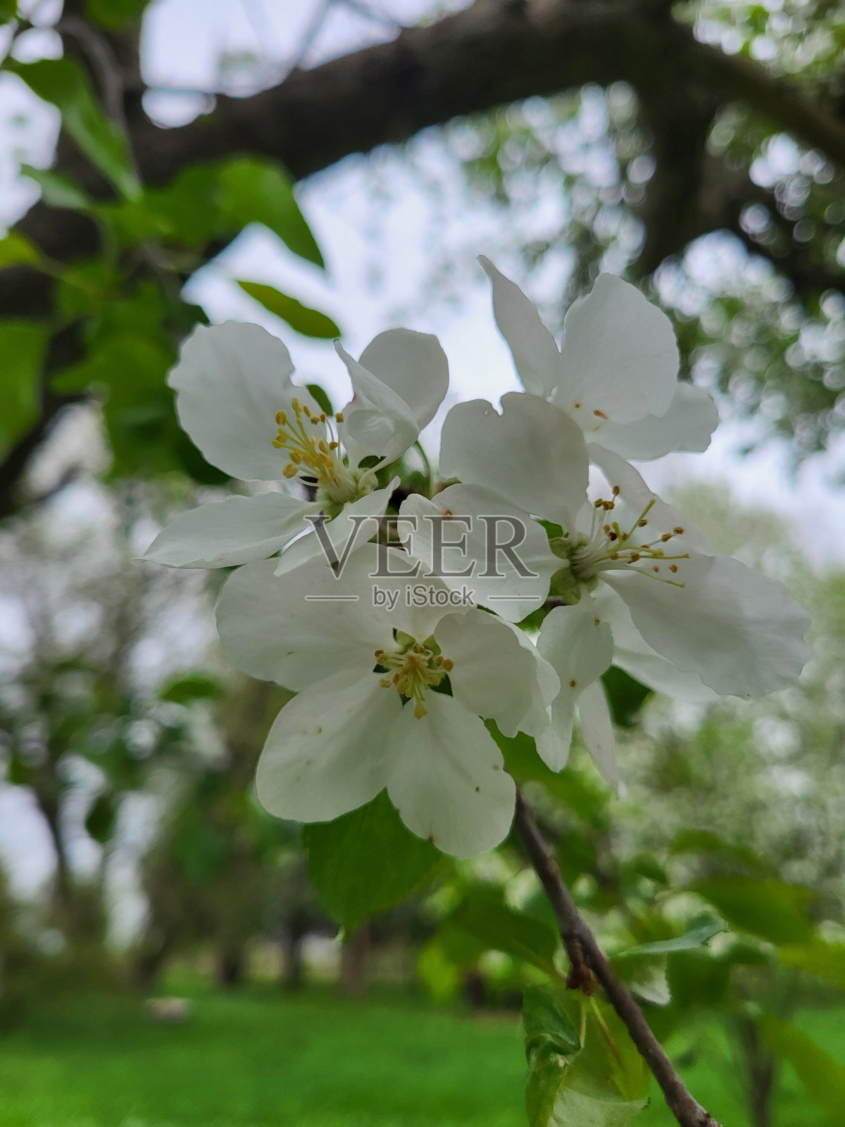 树上开着白色粉红色的苹果花照片摄影图片