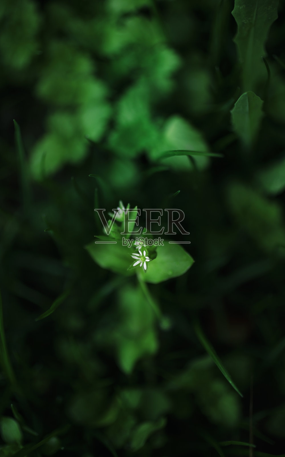 草坪上的小白花，细节自然照片摄影图片