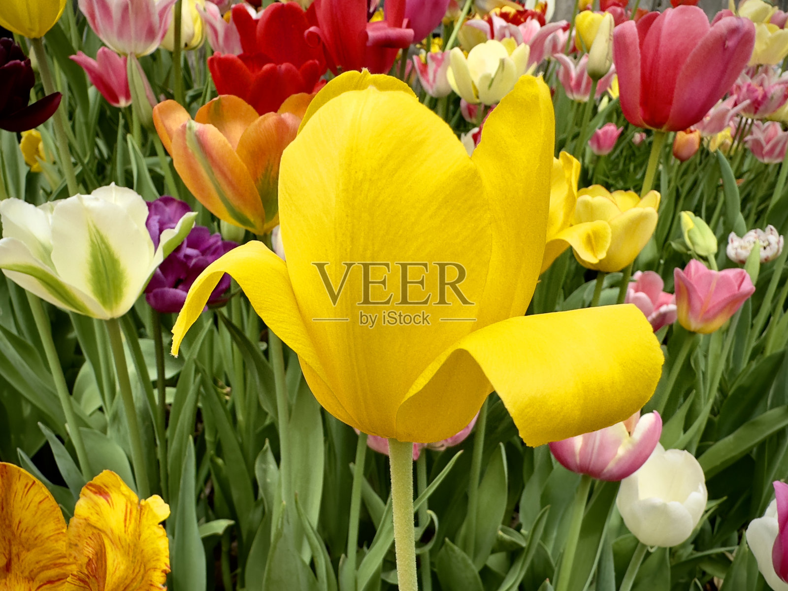 郁金香照片摄影图片