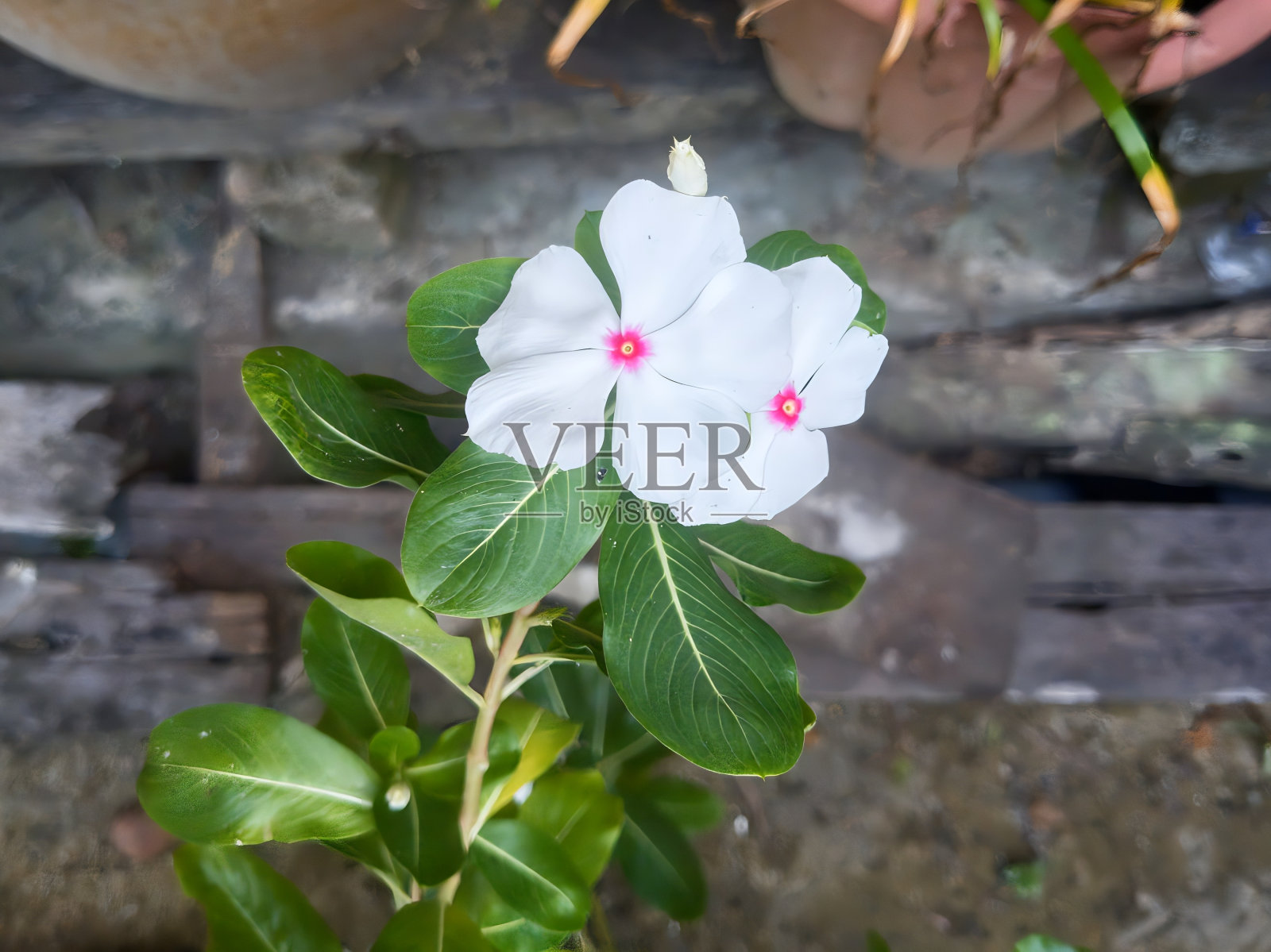 白色和粉红色的“马达加斯加长春花”花。照片摄影图片