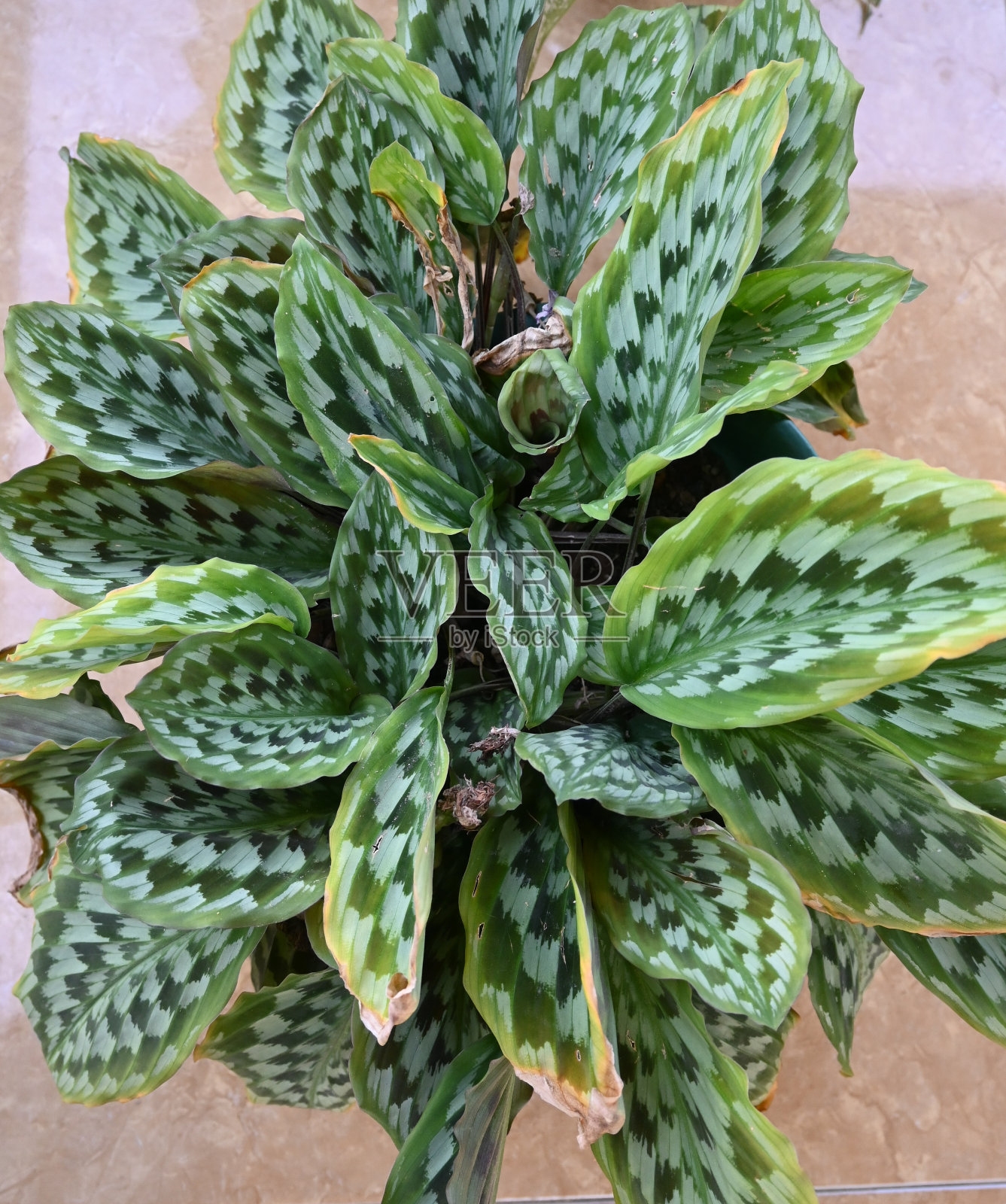 郁郁葱葱的多叶孔雀羽卡拉苔植物生长在花盆里。照片摄影图片