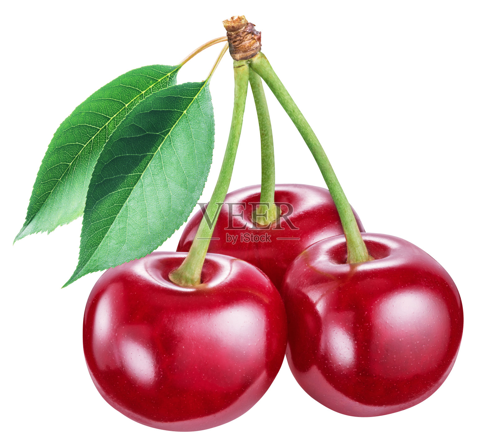 白底叶樱桃。剪切路径。照片摄影图片