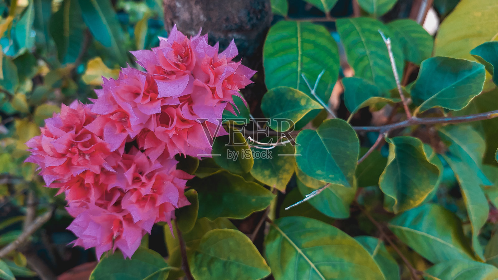 美丽的彩色花朵与绿色的叶子照片摄影图片