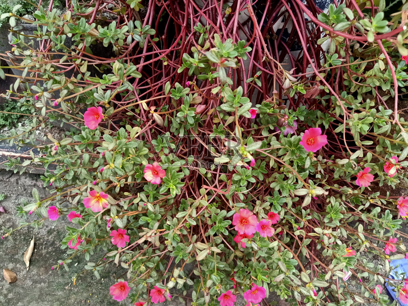 马齿苋植物特写照片摄影图片
