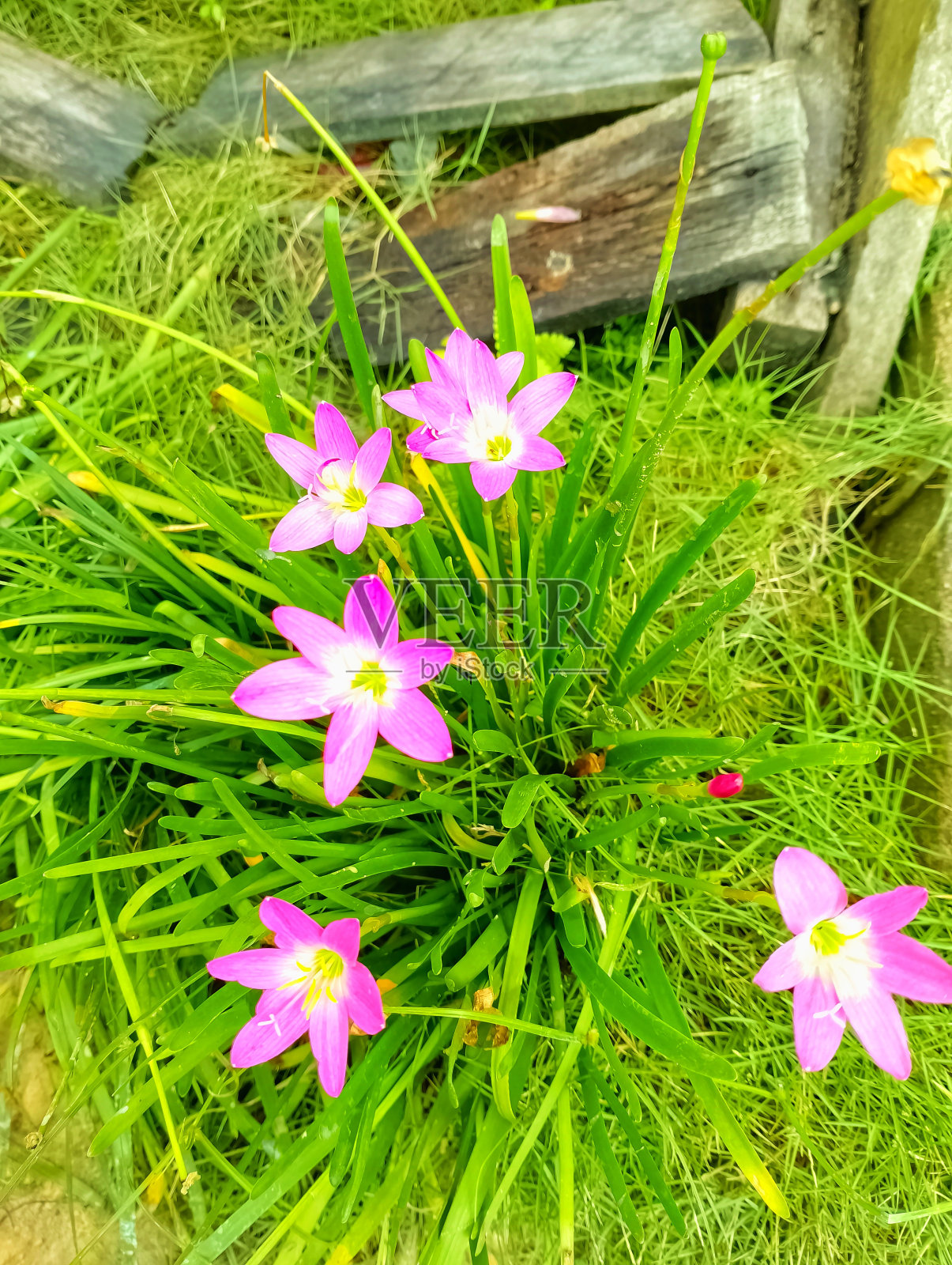 西风菊这种花也叫仙莲照片摄影图片