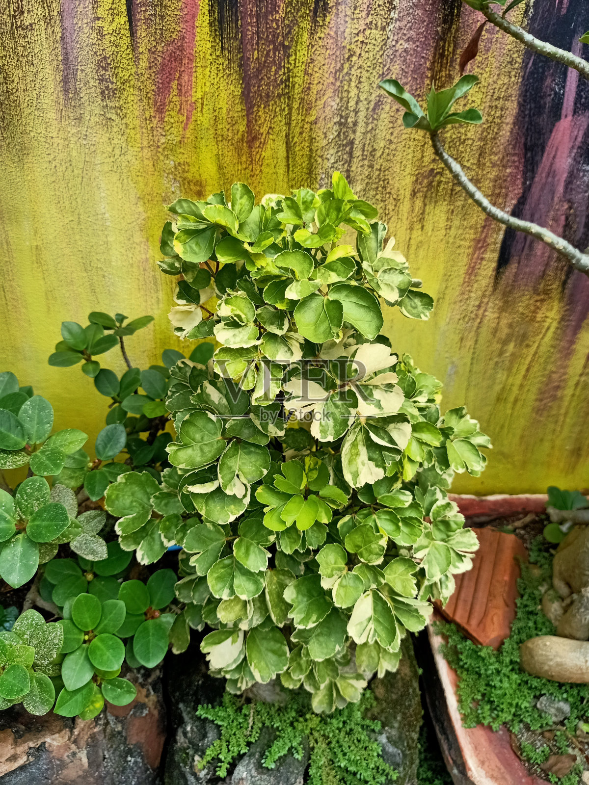 天竺葵植物特写照片摄影图片