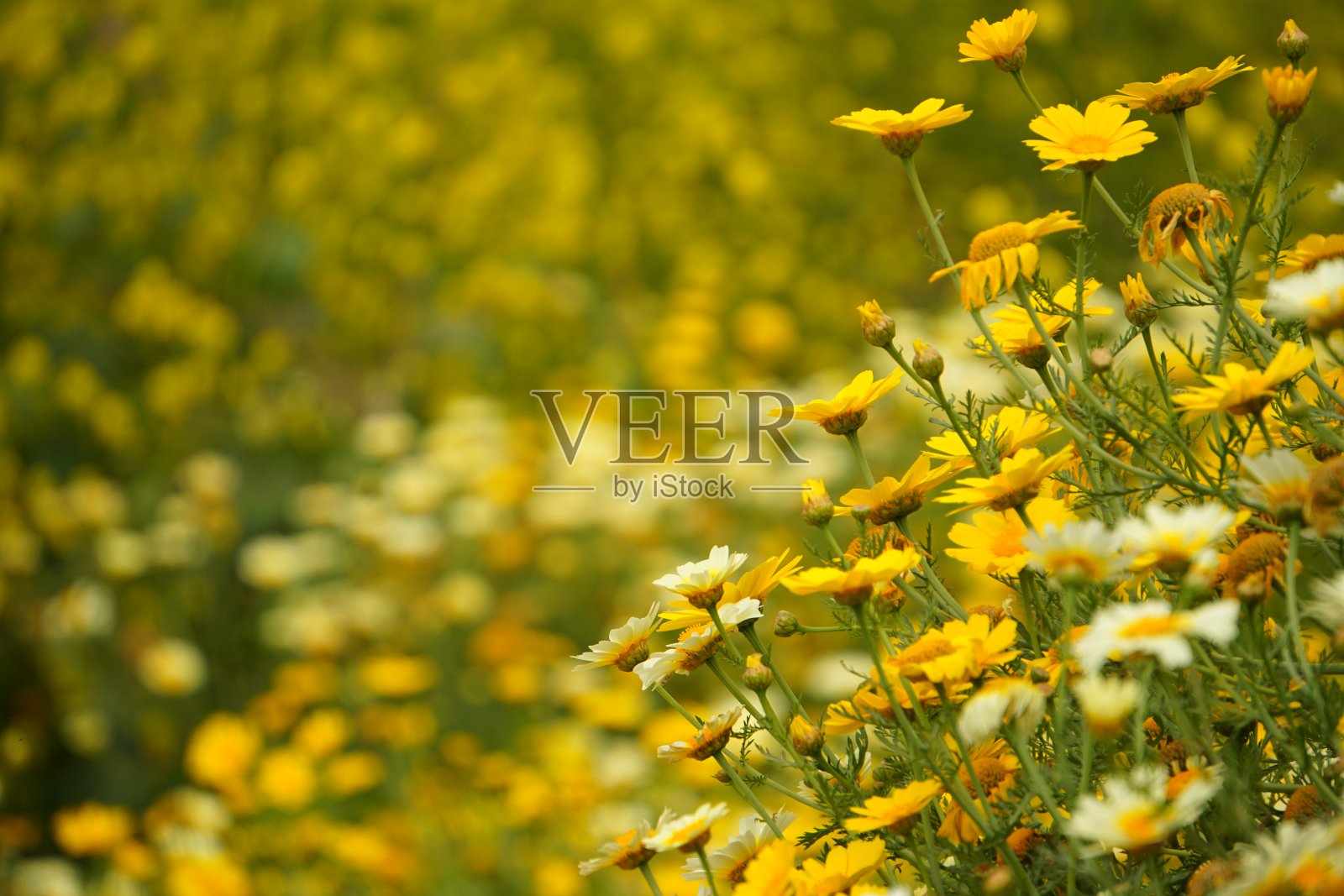 黄色的花照片摄影图片