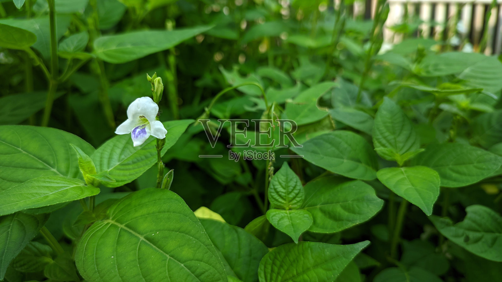 美丽的白花照片摄影图片