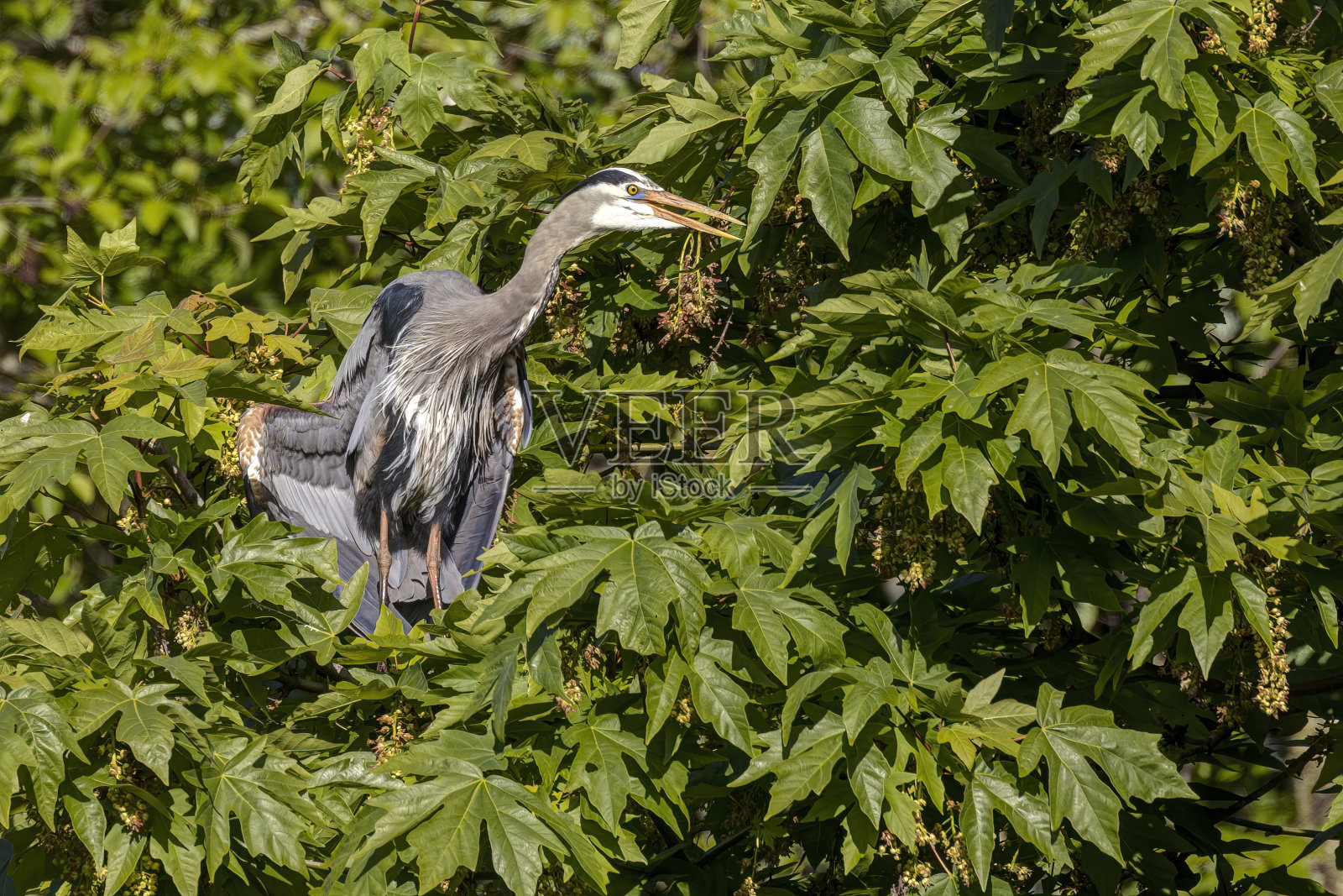 一只大蓝鹭栖息在树枝上照片摄影图片