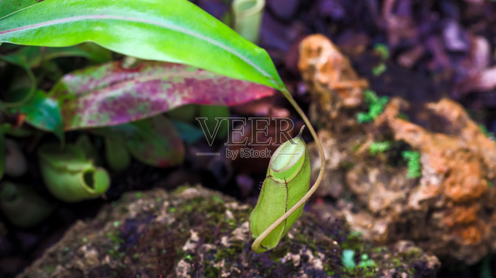 忘忧草是食虫植物。花园里的忘忧草。猪笼草，猪笼科(猪笼草科)照片摄影图片
