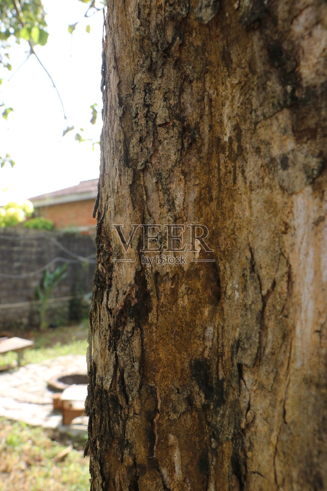 柚木树皮的纹理，近距离观察照片摄影图片