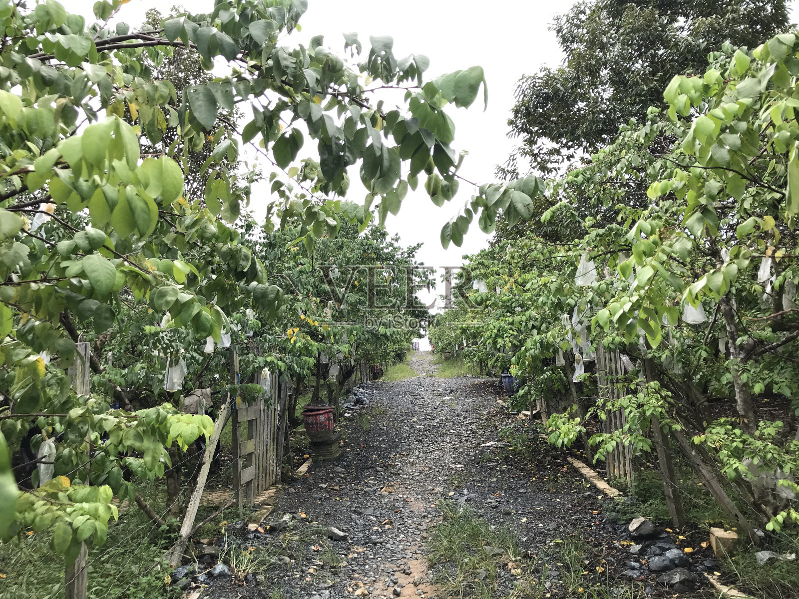 美丽的海星园自然绿色背景。新鲜凉爽。杨桃花园照片摄影图片