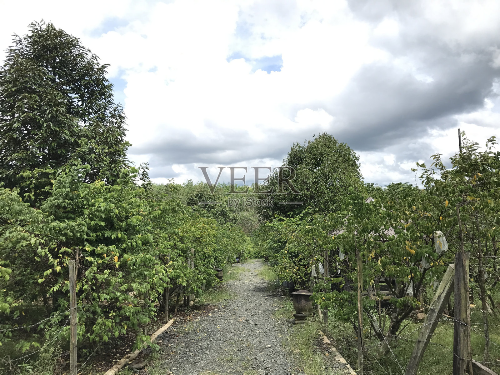 美丽的海星园自然绿色背景。新鲜凉爽。杨桃花园照片摄影图片