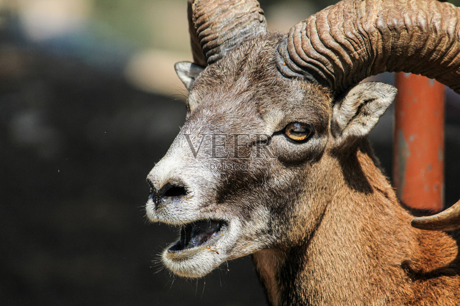 羊肉照片摄影图片