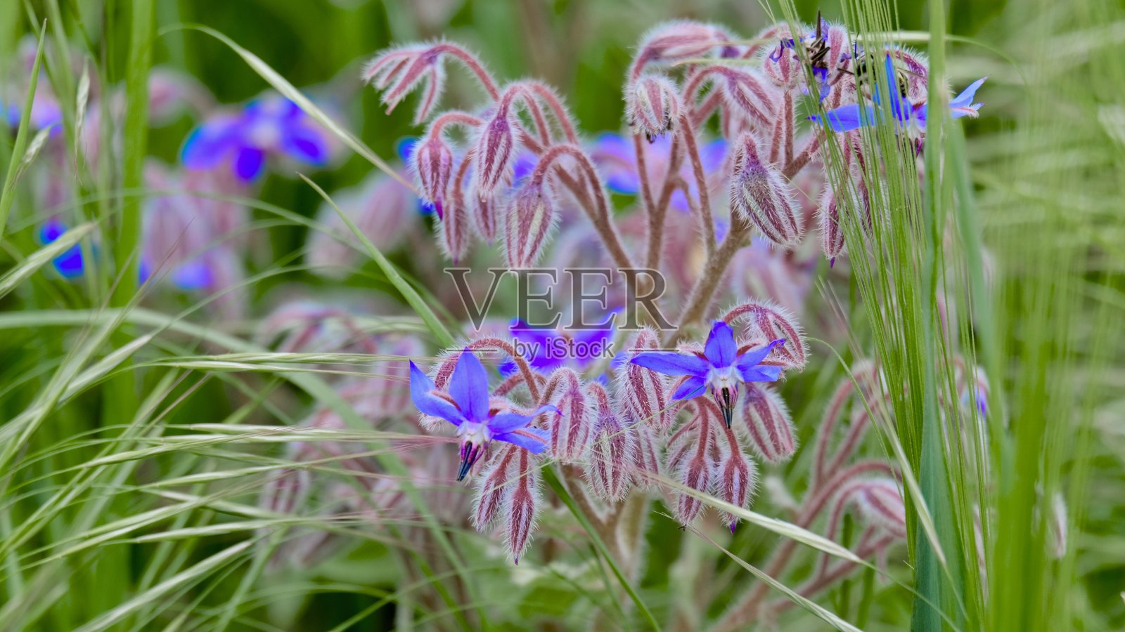 琉璃苣(Borago officinalis)照片摄影图片
