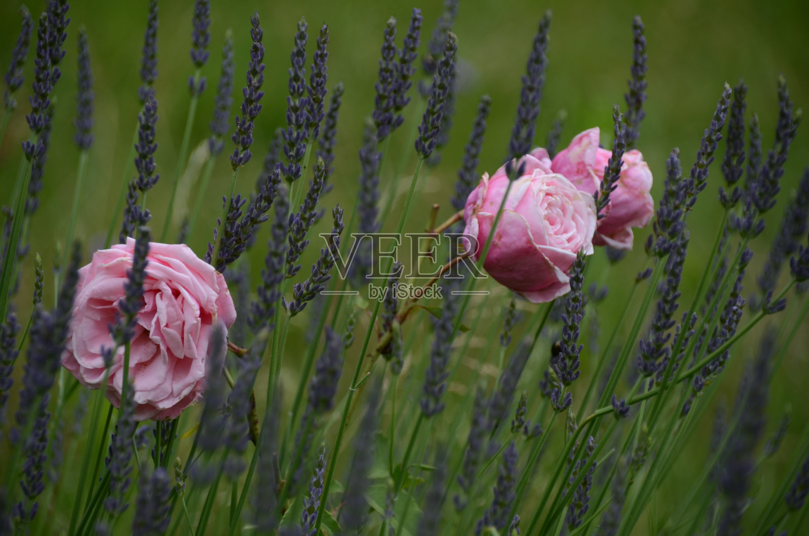 玫瑰和薰衣草植物照片摄影图片