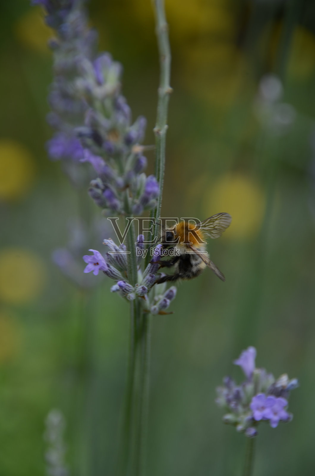 薰衣草中的蜜蜂照片摄影图片