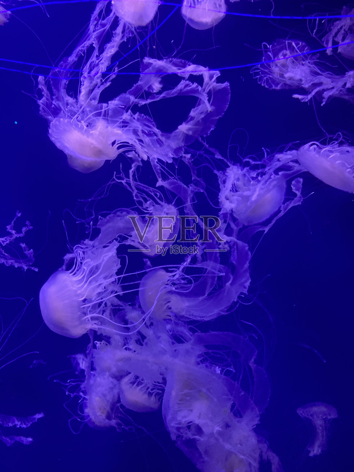 紫色的水母照片摄影图片